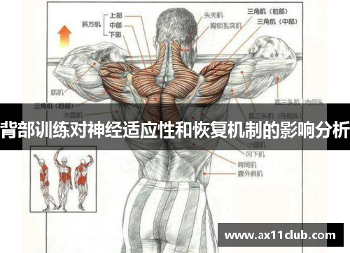 背部训练对神经适应性和恢复机制的影响分析